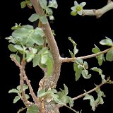 Bursera fagaroides ©JLcoll.573.jpg